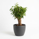 Ficus benjamina