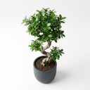 Ficus microcarpa