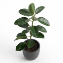 Agave victoriae-reginae