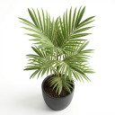 Phoenix canariensis