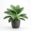 Philodendron tatei