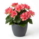 Begonia × hiemalis 'Elatior Group (Rieger Begonia)'
