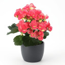 Begonia × hiemalis 'Elatior Group (Rieger Begonia)'