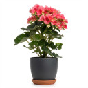 Begonia × hiemalis 'Elatior Group (Rieger Begonia)'