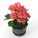 Begonia × hiemalis 'Elatior Group (Rieger Begonia)'