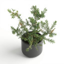 Melaleuca alternifolia