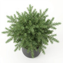 Melaleuca alternifolia