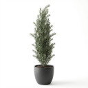 Melaleuca alternifolia