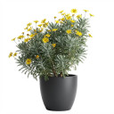Euryops pectinatus