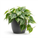 Philodendron hederaceum