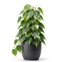 Philodendron hederaceum