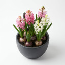Hyacinthus orientalis