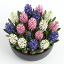 Hyacinthus orientalis