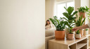 How Often You Should Really Water Indoor Plants in UAE Homes
