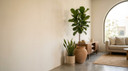 Common Indoor Plant Problems in Hot Homes in Saudi Arabia Homes