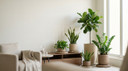 Indoor Plants Explained for First-Time Owners in Saudi Arabia Homes