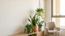 Best Indoor Plants for Apartments with Limited Light in Iraq Homes