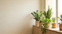 أفضل النباتات الداخلية للشقق ذات الإضاءة المحدودة في منازل الإمارات