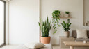 أفضل النباتات الداخلية للشقق ذات الإضاءة المحدودة في منازل المملكة العربية السعودية