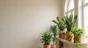 أفضل النباتات الداخلية للمكاتب في الدول الحارة في منازل المملكة العربية السعودية