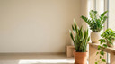 Best Indoor Plants for Offices in Hot Countries in UAE Homes