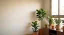 Common Indoor Plant Problems in Hot Homes in Saudi Arabia Homes