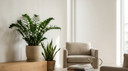Indoor Plants That Don’t Require Constant Attention in Iraq Homes
