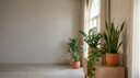 Low Maintenance Indoor Plants for Busy People in UAE Homes