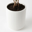 White Ribbed Plant Pot