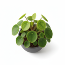 Pilea peperomioides