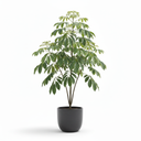Schefflera pueckleri