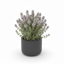 Thymus vulgaris