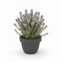 Thymus vulgaris