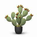 Opuntia ficus-indica
