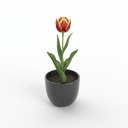 Tulipa gesneriana