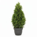 Thuja occidentalis