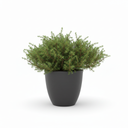 Juniperus procumbens