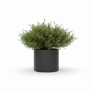 Juniperus procumbens