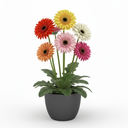 Gerbera jamesonii