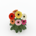 Gerbera jamesonii