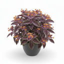 Gynura aurantiaca