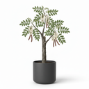 Robinia pseudoacacia