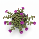 Mesembryanthemum cordifolium