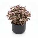 Hypoestes phyllostachya