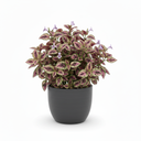 Hypoestes phyllostachya
