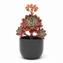 Echeveria pulvinata
