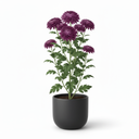 Chrysanthemum morifolium