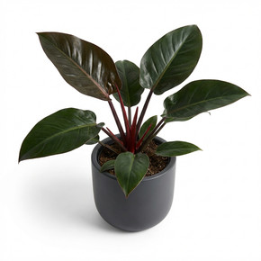 Philodendron tatei 'Congo Rojo'