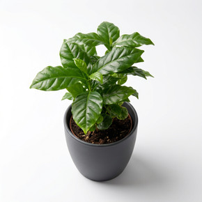 Coffea arabica