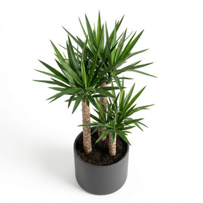 Yucca elephantipes 'Triple Cane'